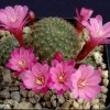 Rebutia_perplexa